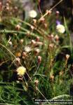 Photo: Erigeron acris.