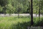 Photo: Eriophorum angustifolium 1.