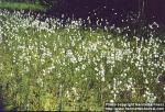 Photo: Eriophorum angustifolium.