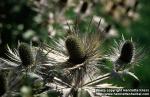 Photo: Eryngium alpinum 2.