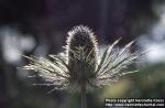 Photo: Eryngium alpinum 4.