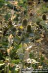 Photo: Eryngium giganteum 1.