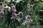 Photo: Eryngium planum 1.