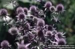 Photo: Eryngium planum.