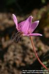 Photo: Erythronium dens canis 5.