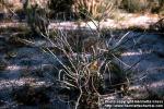 Photo: Eriogonum inflatum.