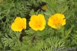 Photo: Eschscholzia californica 16.