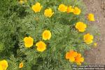 Photo: Eschscholzia californica 17.