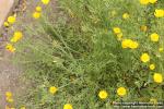 Photo: Eschscholzia californica 18.