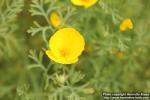 Photo: Eschscholzia californica 19.