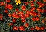 Photo: Eschscholzia californica 10.