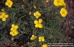 Photo: Eschscholzia lobbii.