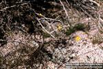 Photo: Eschscholzia minutiflora.