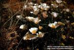 Photo: Eschscholzia californica 6.