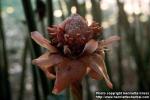 Photo: Etlingera elatior 1.