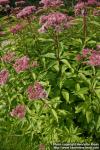 Photo: Eupatorium maculatum 9.