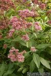 Photo: Eupatorium maculatum 10.