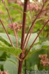 Photo: Eupatorium maculatum 11.