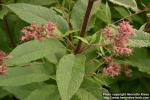 Photo: Eupatorium maculatum 12.