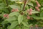 Photo: Eupatorium maculatum 13.