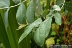 Photo: Eucalyptus globulus.