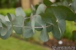 Photo: Eucalyptus cinerea 3.