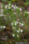 Photo: Euphrasia 1.