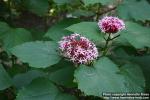 Photo: Clerodendrum bungei.