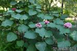 Photo: Clerodendrum bungei 3.