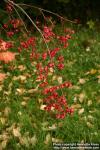 Photo: Euonymus europaeus 8.