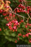 Photo: Euonymus europaeus 10.