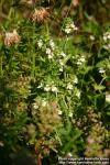 Photo: Euphrasia stricta 7.