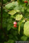 Photo: Euonymus verrucosus 1.