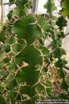 Photo: Euphorbia grandicornis.