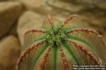 Photo: Euphorbia obesa 1.