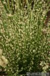 Photo: Euphorbia antisyphilitica 1.