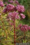 Photo: Eupatorium purpureum 1.