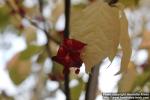 Photo: Euonymus macropterus 06.