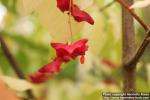 Photo: Euonymus macropterus 07.