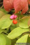 Photo: Euonymus verrucosus 4.