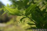 Photo: Euonymus planipes 3.