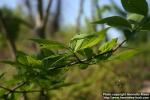 Photo: Euonymus planipes 5.