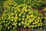 Photo: Euphorbia epithymoides 05.