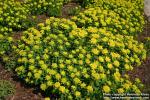 Photo: Euphorbia epithymoides 06.