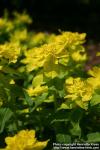 Photo: Euphorbia epithymoides 10.