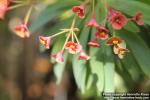 Photo: Euphorbia atropurpurea 1.