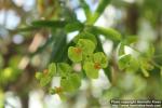 Photo: Euphorbia dendroides 1.