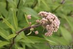 Photo: Eupatorium maculatum 18.