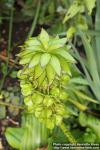 Photo: Eucomis 3.