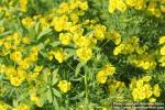 Photo: Euphorbia cyparissias 2.